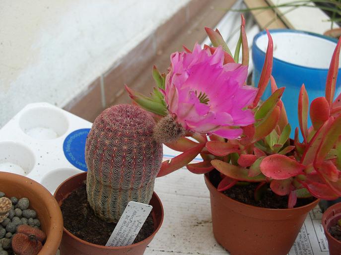 Echinocereus  rigidissimus ssp. rubispinus 