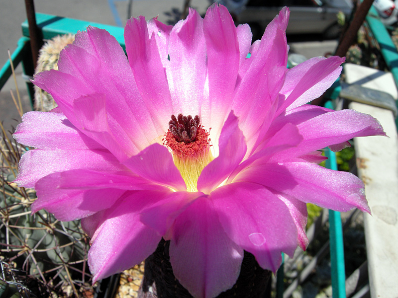 Echinocereus rigidissimus v. rubispinus 