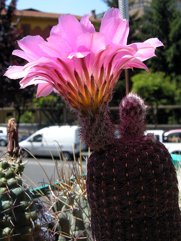 Echinocereus rigidissimus v. rubispinus 