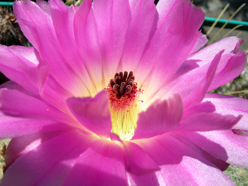 Echinocereus rigidissimus v. rubispinus 