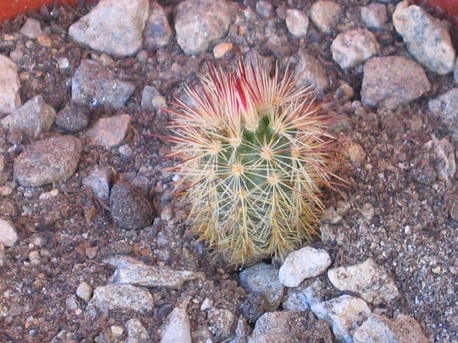 Echinocereus russanthus ssp. fiehnii L1076