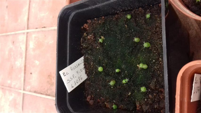Echinocereus russanthus ssp. fiehnii L1076