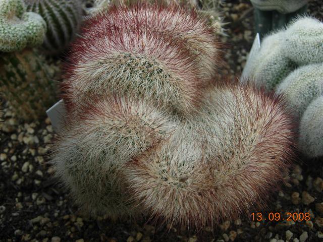 echinocereus  russanthus f. cristatus