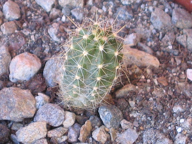 Echinocereus salm-dyckianus ssp. obscuriensis L91