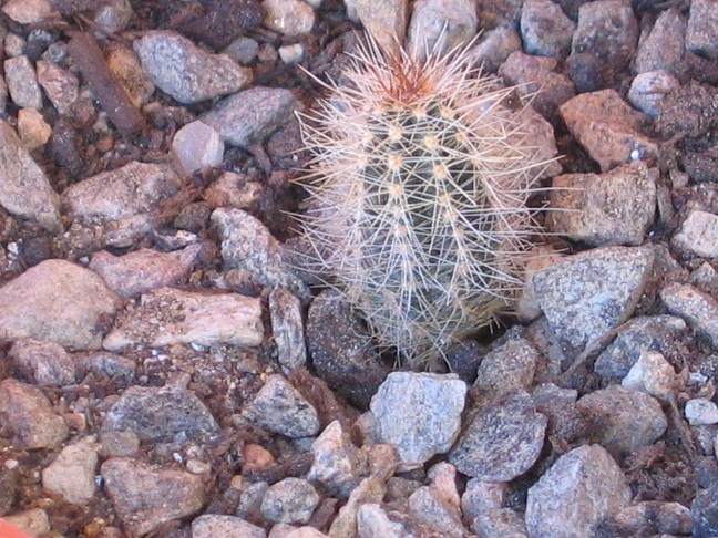 echinocereus sanpedroensis