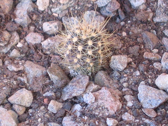 Echinocereus santaritensis 