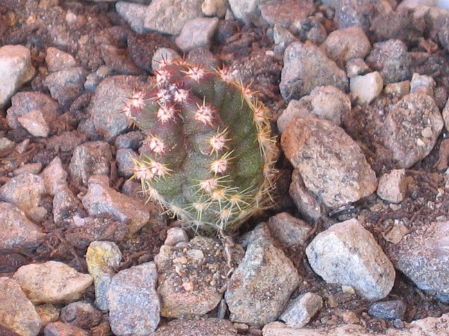 Echinocereus scheeri ssp. gentryi 