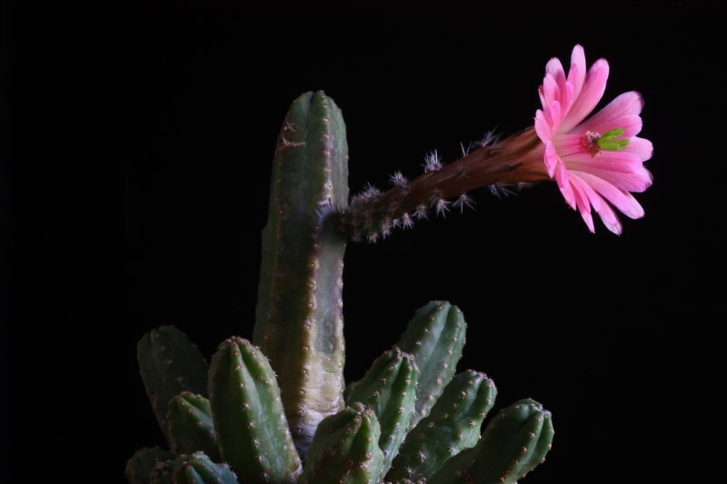 Echinocereus  scheeri ssp. gentryi 