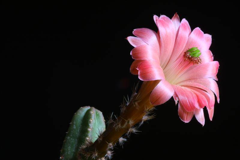 Echinocereus  scheeri ssp. gentryi 