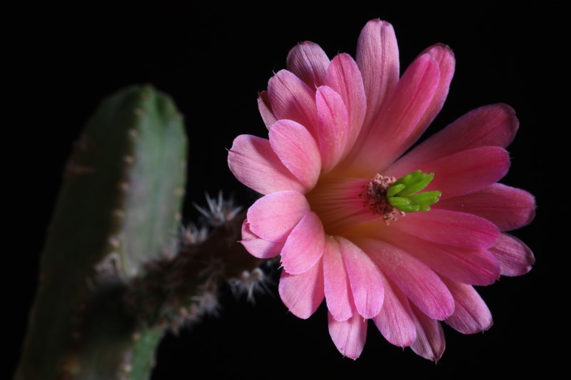 Echinocereus scheeri ssp. gentryi 