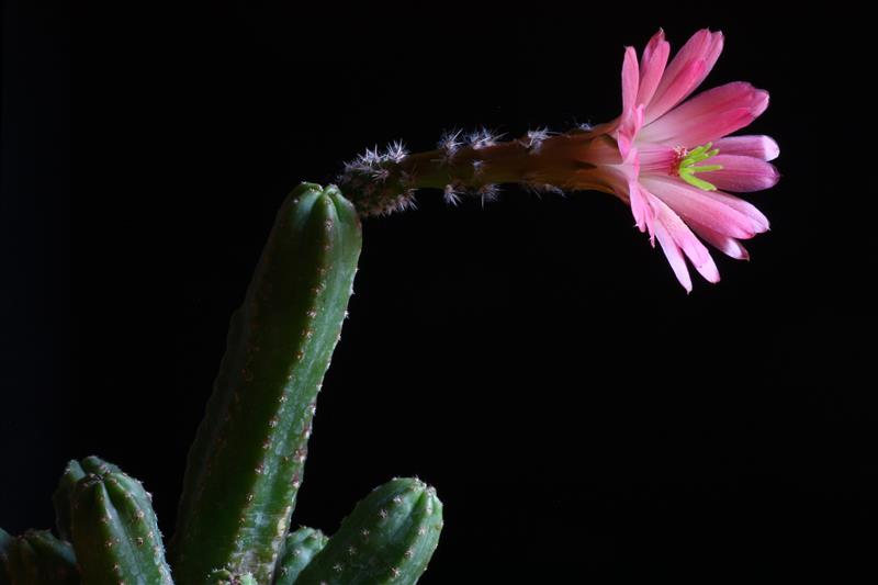 Echinocereus scheeri ssp. gentryi 