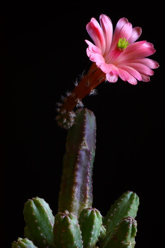 Echinocereus  scheeri ssp. gentryi 