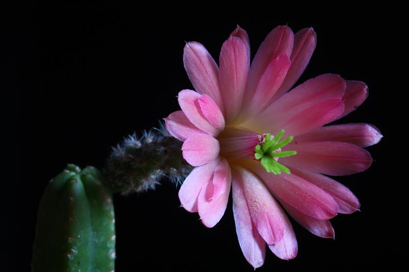 Echinocereus  scheeri ssp. gentryi 