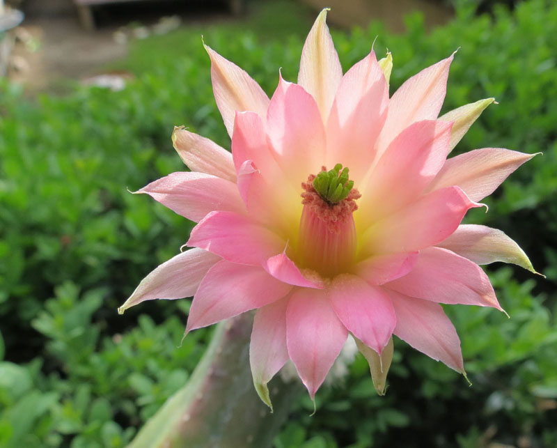 Echinocereus  scheeri ssp. gentryi 