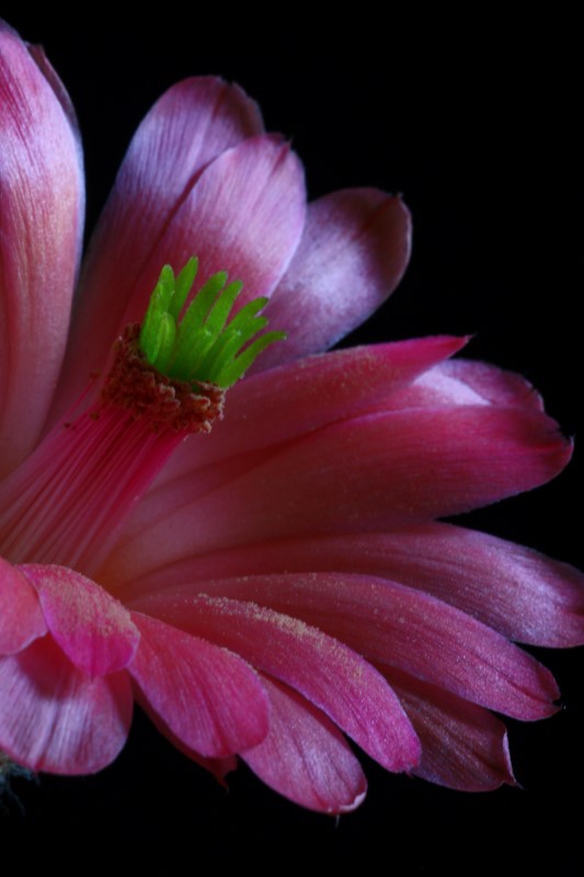 Echinocereus scheeri ssp. gentryi 