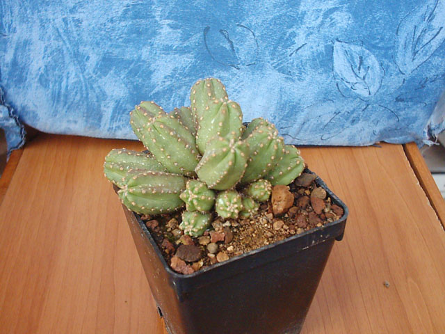 Echinocereus  scheeri v. gentryi 