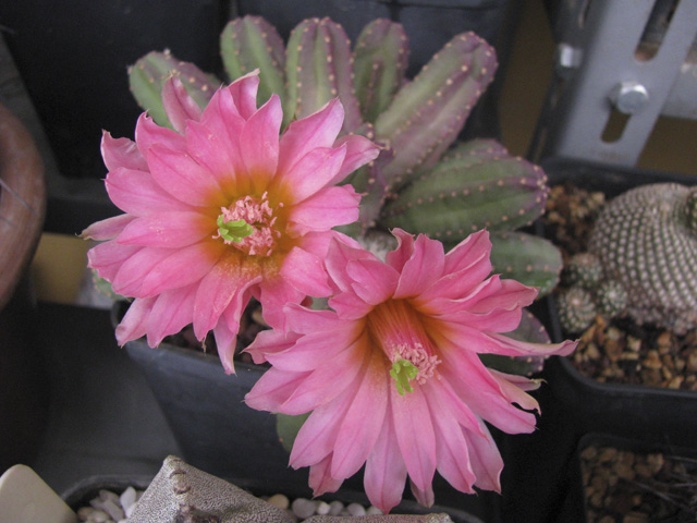 Echinocereus scheeri v. gentryi 