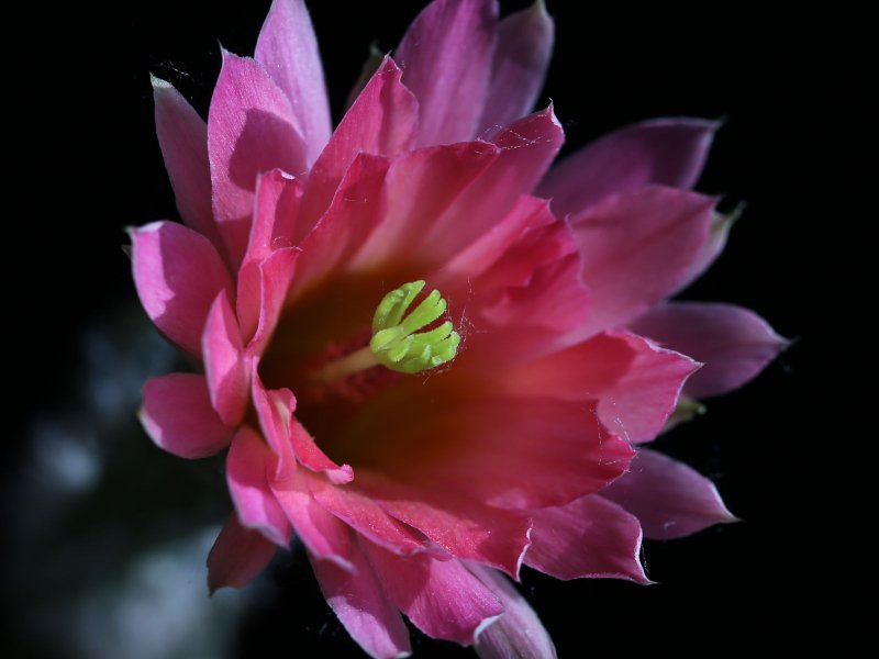 echinocereus scheeri v. gentryi