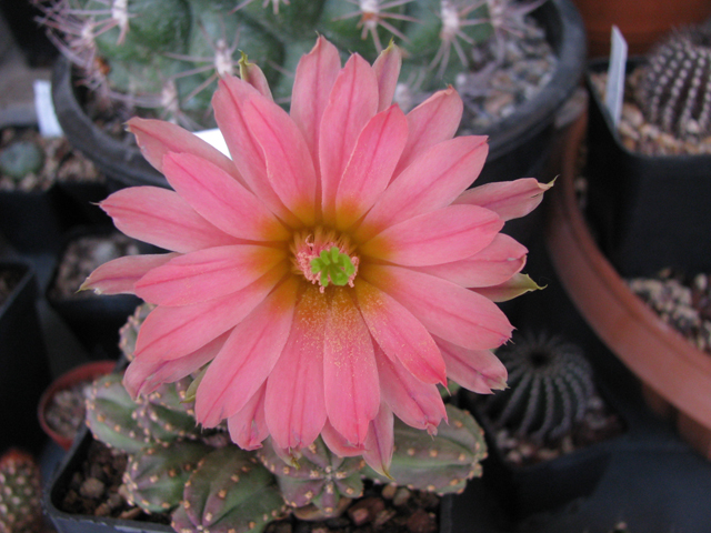 Echinocereus  scheeri v. gentryi 