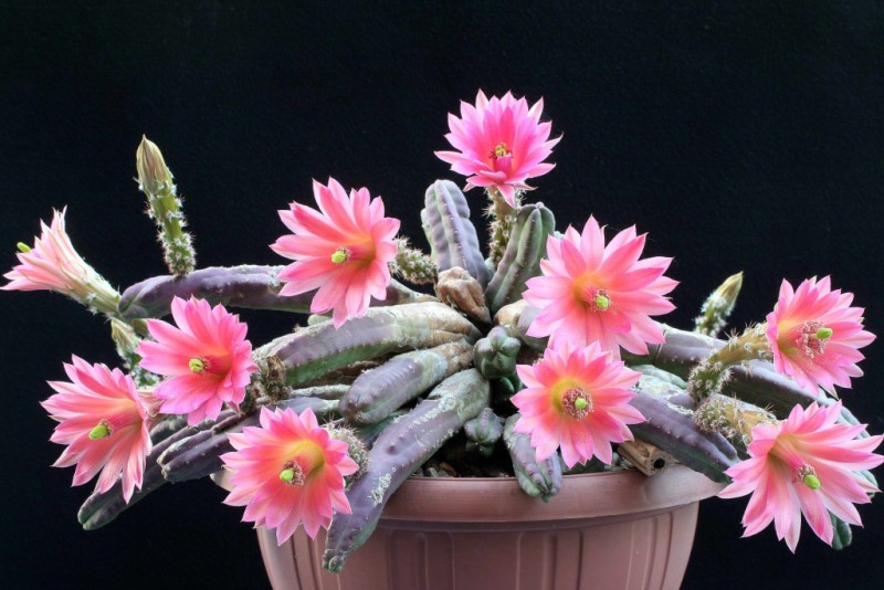 Echinocereus scheeri v. gentryi 