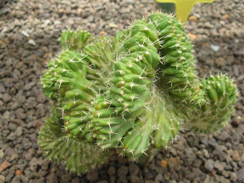 Echinocereus scheeri f. cristatus 