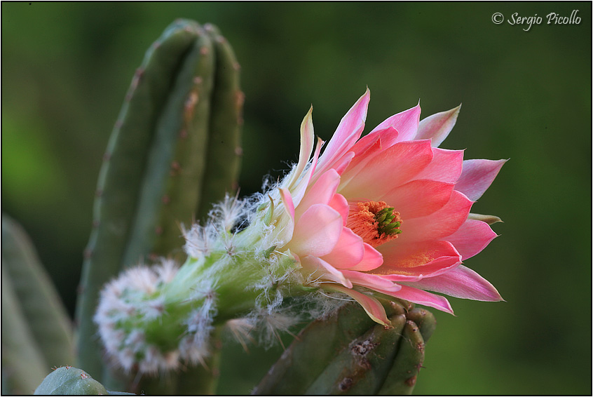 Echinocereus scheeri ssp. gentryi 