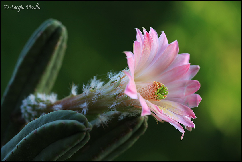 Echinocereus scheeri ssp. gentryi 