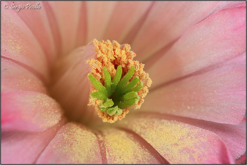 Echinocereus scheeri ssp. gentryi 