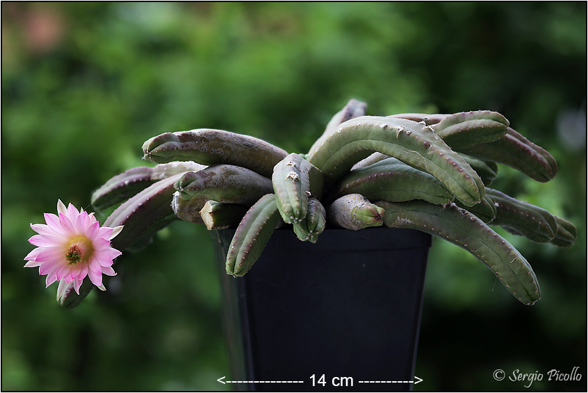 Echinocereus scheeri ssp. gentryi 