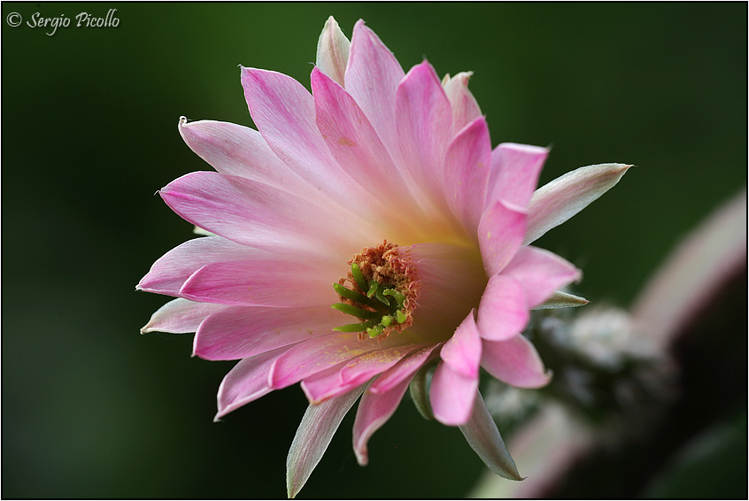 Echinocereus scheeri ssp. gentryi 