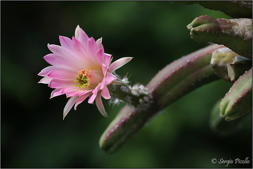 Echinocereus scheeri ssp. gentryi 