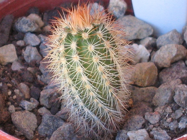 Echinocereus scheeri ssp. koeresianus L1143