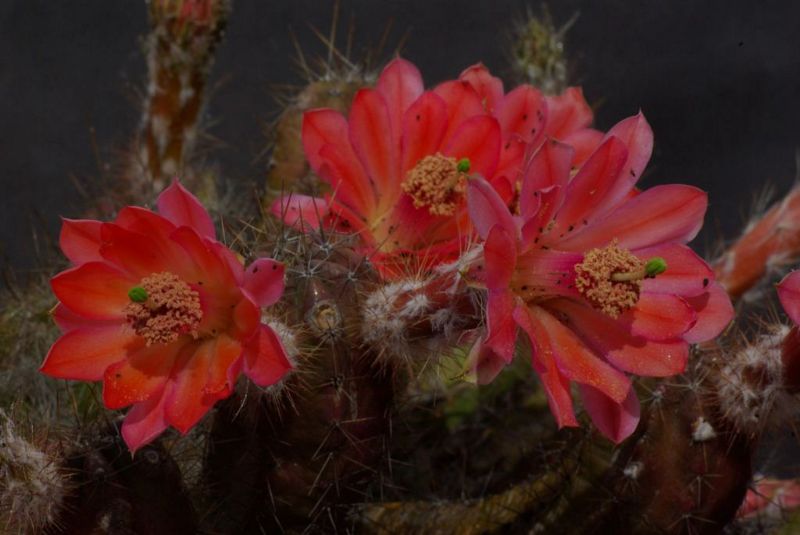 Echinocereus  scheeri v. obscuriensis 