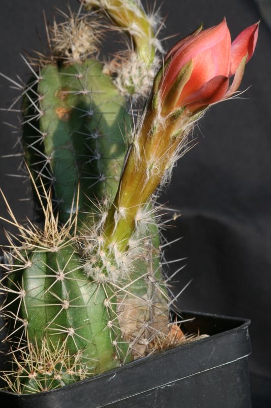 echinocereus scheeri v. obscuriensis