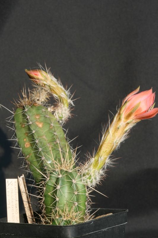 Echinocereus scheeri v. obscuriensis LAU 091