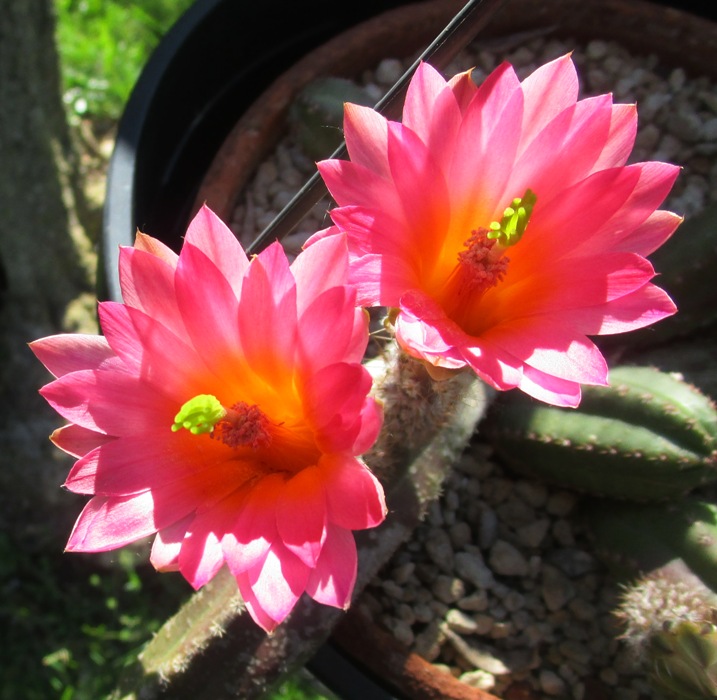 Echinocereus scheeri v. gentryi 