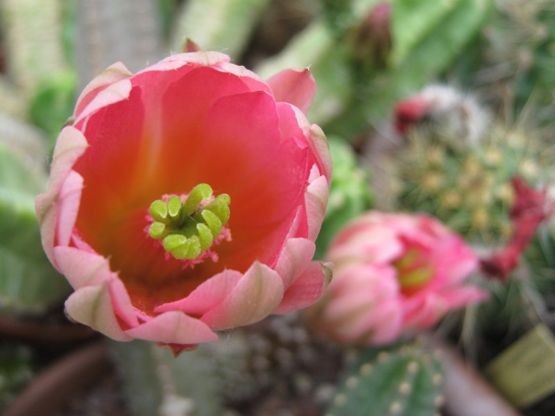 Echinocereus  scheeri v. gentryi 