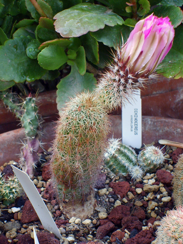 Echinocereus sciurus ssp. floresii 