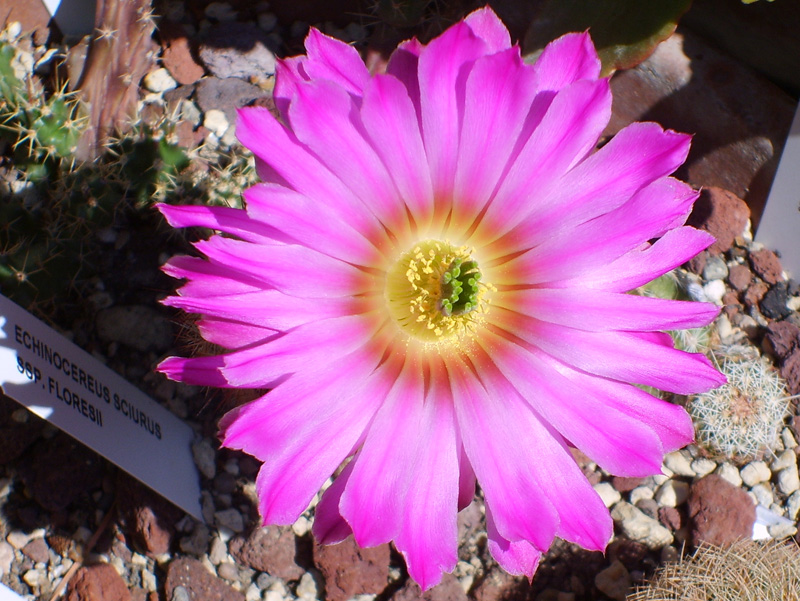 Echinocereus sciurus ssp. floresii 