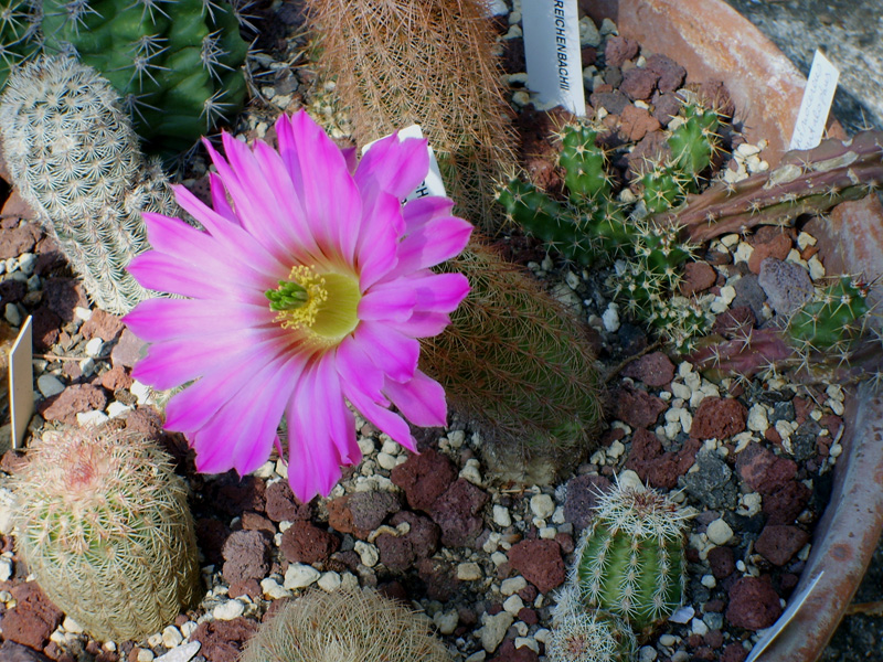 Echinocereus sciurus ssp. floresii 