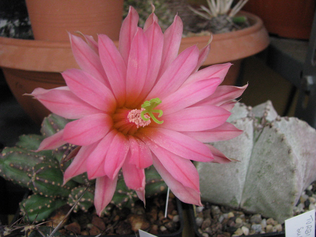 Echinocereus  scheeri v. gentryi 