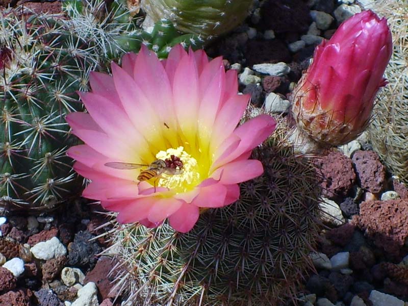 Echinocereus sp.  