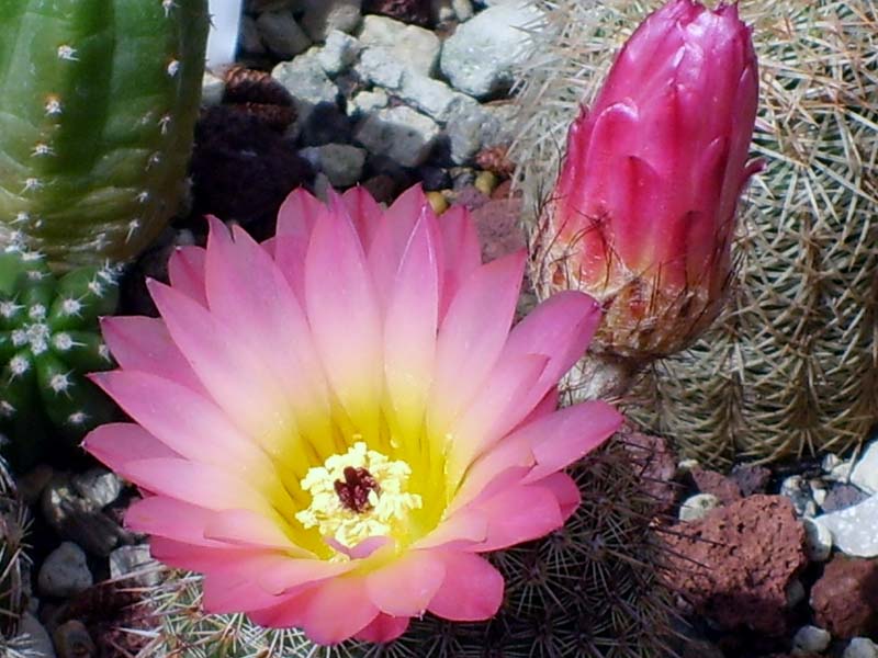 Echinocereus sp.  