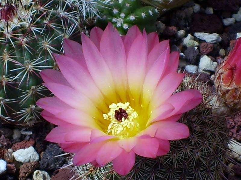 Echinocereus sp.  