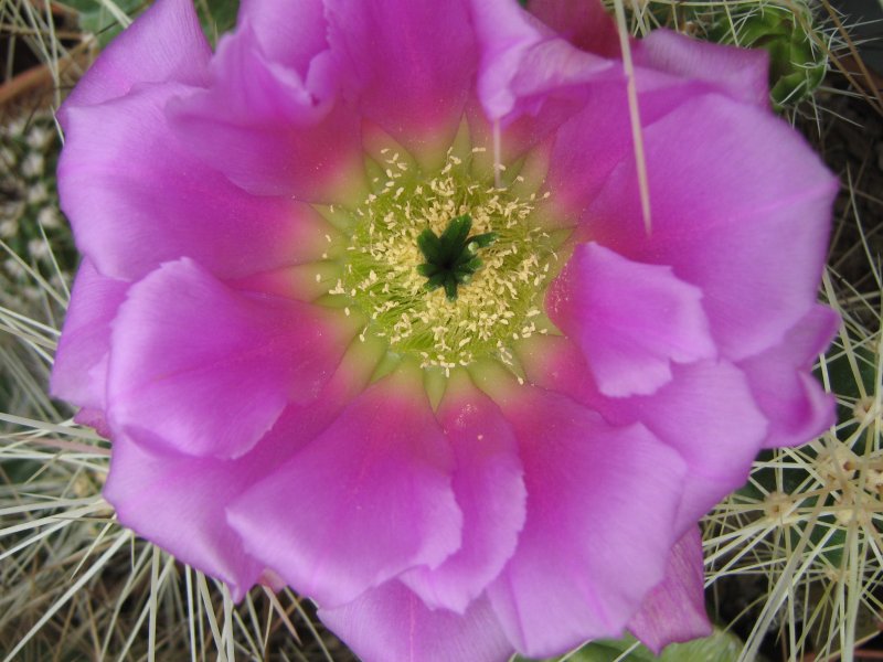 echinocereus spinibarbis