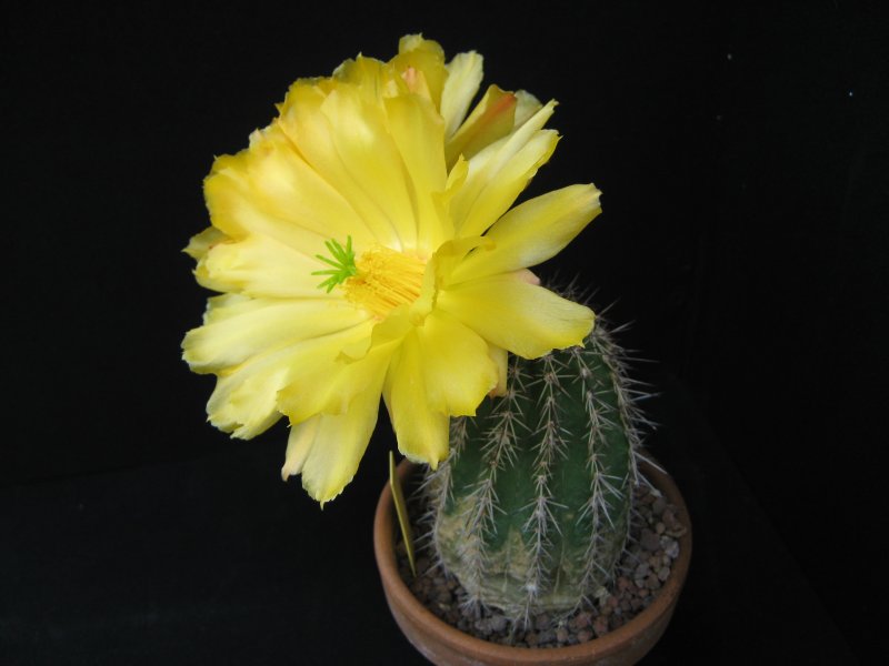 echinocereus stoloniferus v. tayopensis