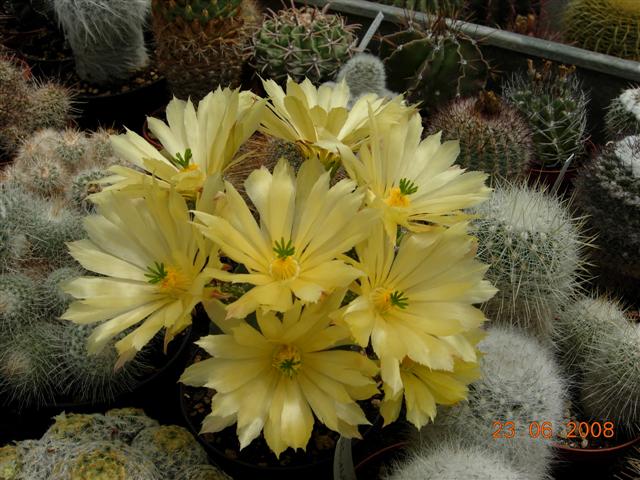 Echinocereus  subinermis 