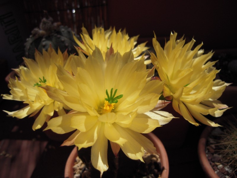 Echinocereus  subinermis 