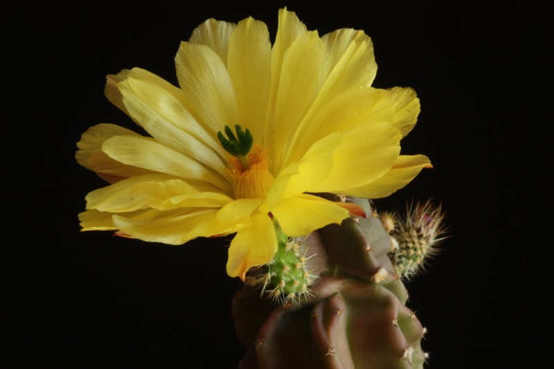 Echinocereus subinermis 