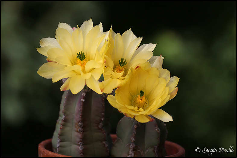 Echinocereus subinermis 